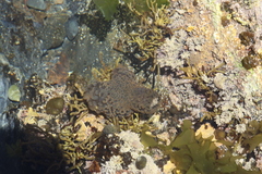 Phlyctenactis tuberculosa