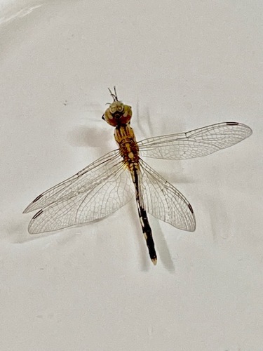 Diplacodes trivialis (Rambur, 1842)