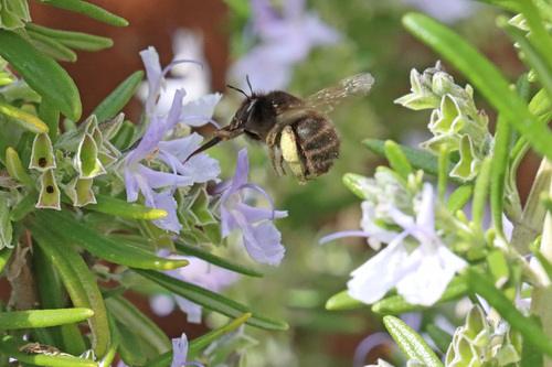 Hairy-footed Flower Bee photo 5