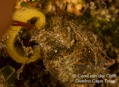 Haminoea alfredensis