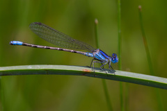 Argia alberta