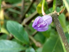 Hygrophila pogonocalyx