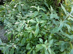 Hygrophila pogonocalyx