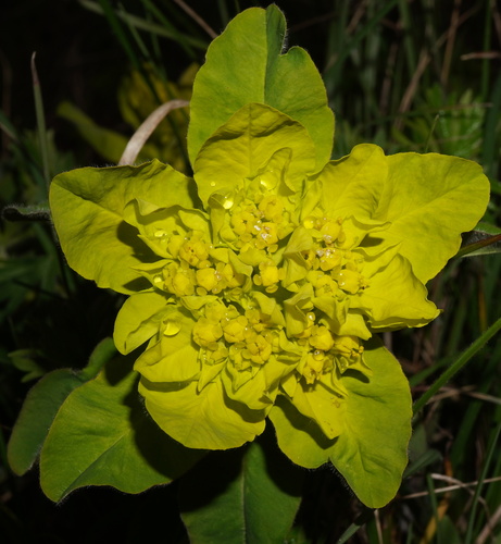 Euphorbia epithymoides