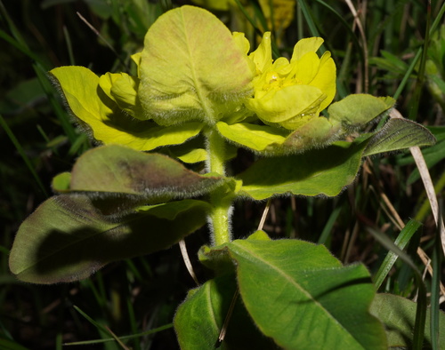 Euphorbia epithymoides