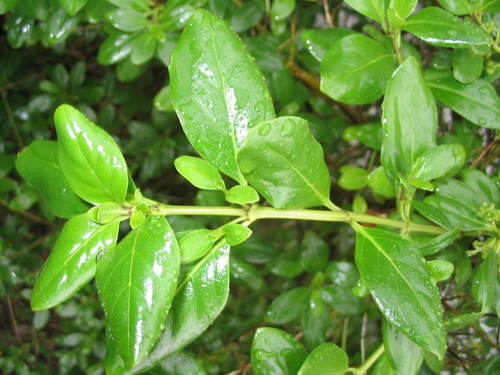 Coprosma petiolata