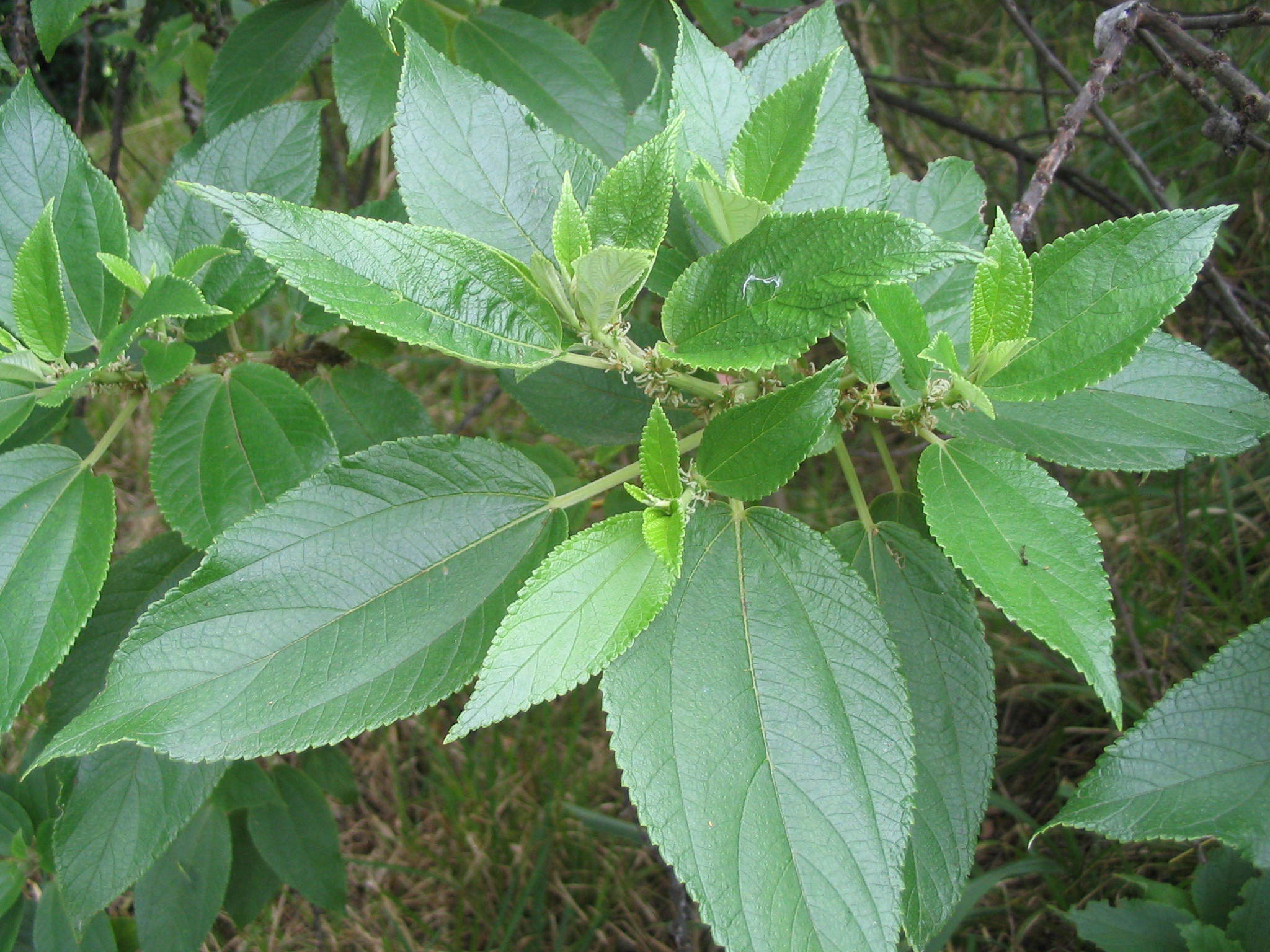 Kermadecs Nettle-Tree (Pouzolzia australis)
