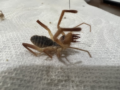 Eremobates vicinus