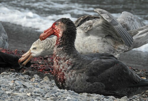 Northern Giant Petrel (Macronectes halli)
