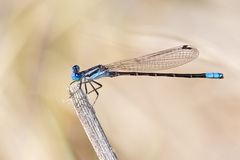 Argia alberta