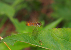 Episyrphus balteatus