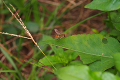 Episyrphus balteatus