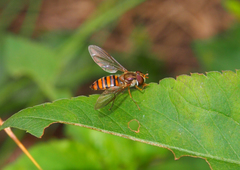 Episyrphus balteatus