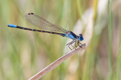 Argia alberta
