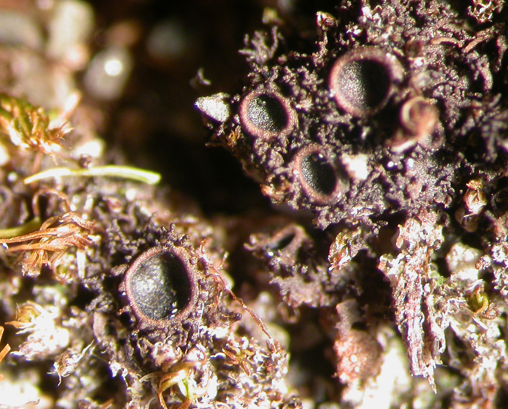 Birdnest Jellyskin Lichen