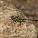 Piedmont Clubtail - Photo (c) Greg Lasley, some rights reserved (CC BY-NC), uploaded by Greg Lasley