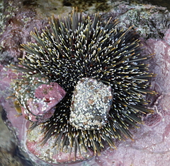 Evechinus chloroticus