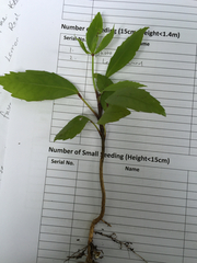 Pseudopanax crassifolius × lessonii