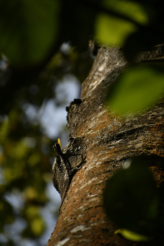 Southern Flying Lizard, Draco dussumieri