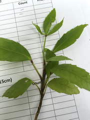Pseudopanax crassifolius × lessonii