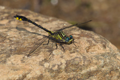 Hylogomphus parvidens