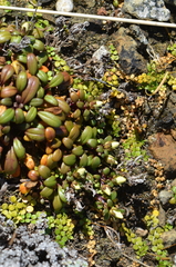 Gentianella saxosa
