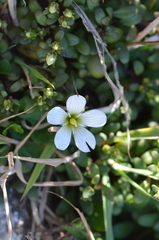 Gentianella saxosa