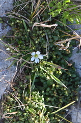 Gentianella saxosa