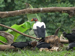 Sarcoramphus papa image