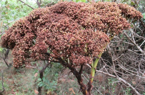 Crassula acinaciformis image