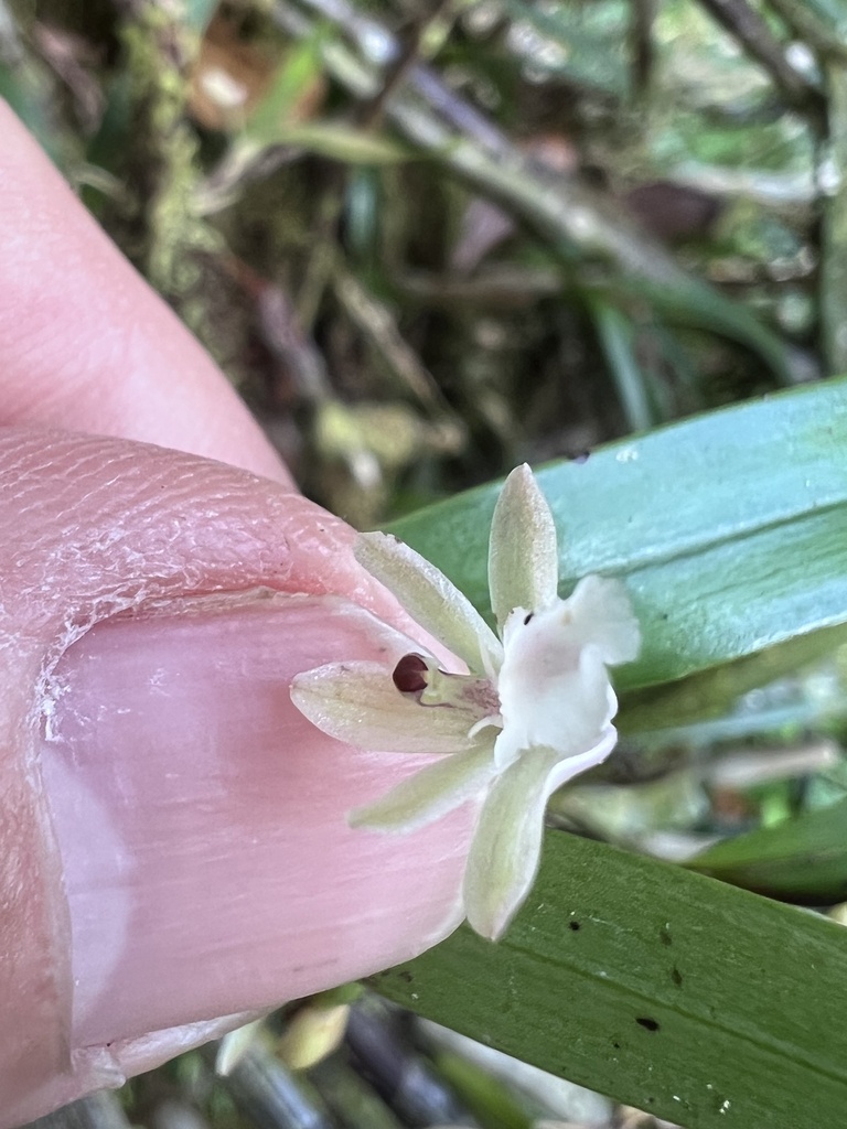 Scaphyglottis mesocopis