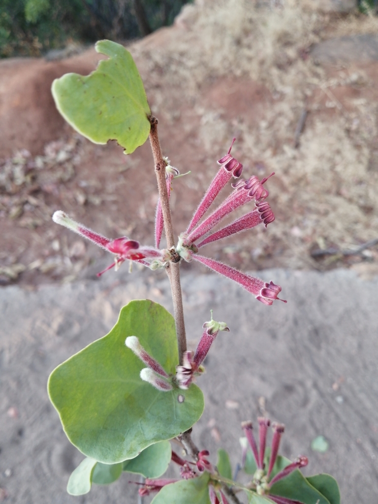 Tapinanthus erianthus