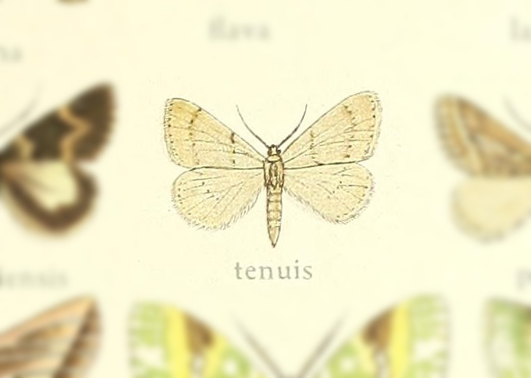 Eumegethes