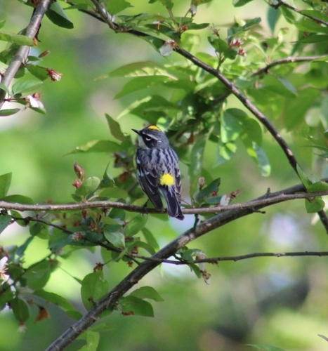 Myrtle Warbler photographed in Rhode Island