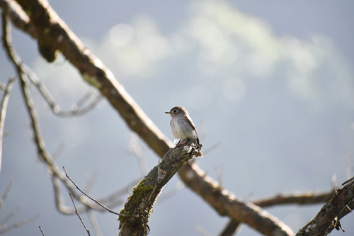 Asian Brown Flycatcher (Muscicapa dauurica), photo 8