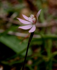 Caladenia variegata