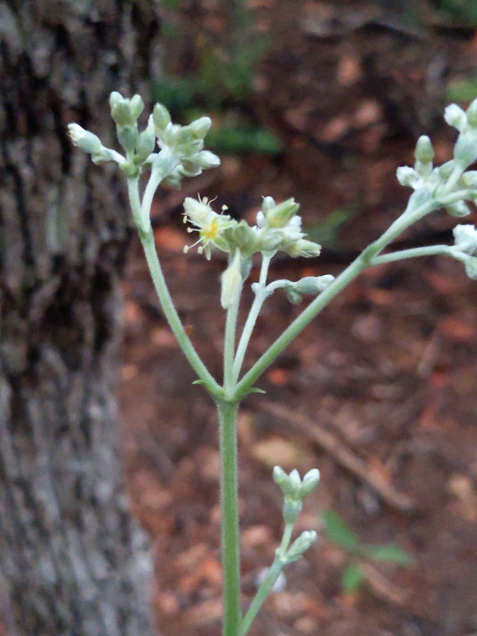 Eriogonum longifolium Nutt.