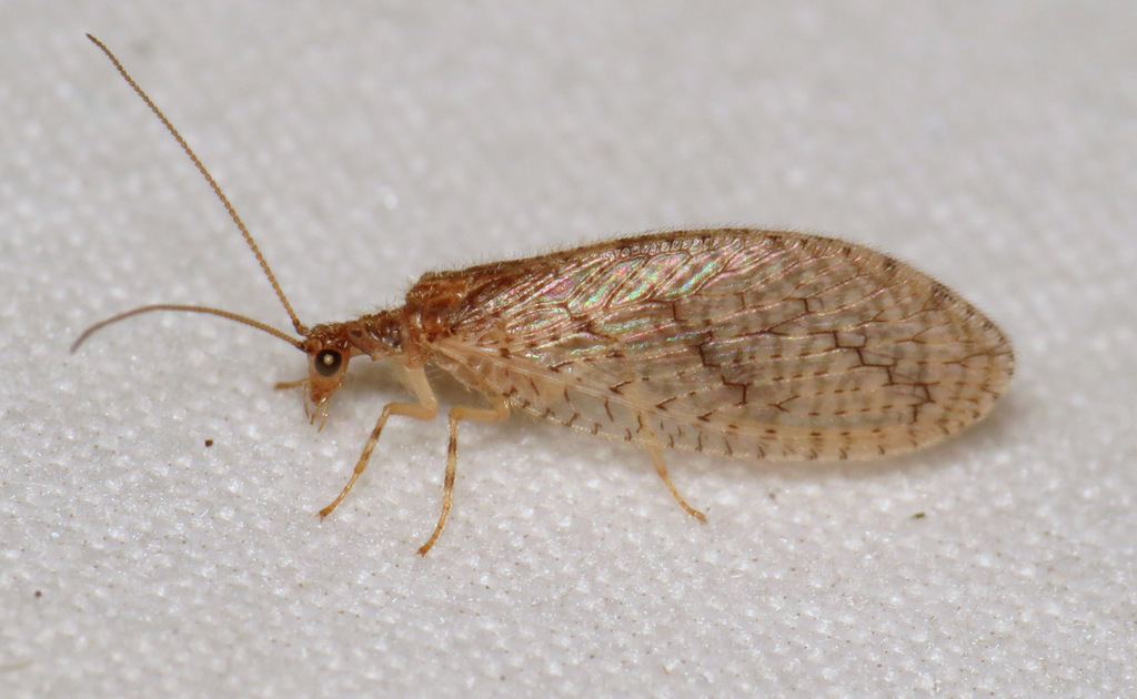 Micromus posticus