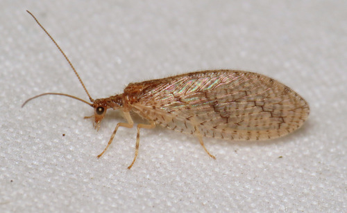 Micromus posticus