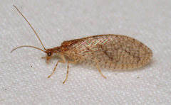 Micromus posticus