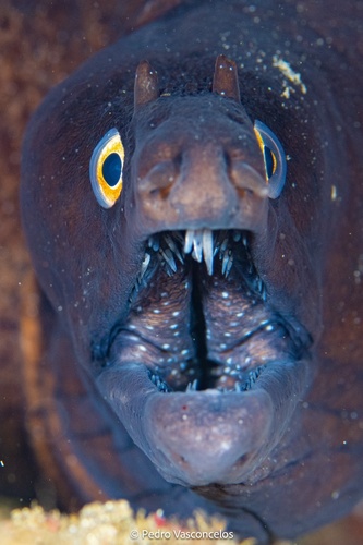 Photo of Black moray (Muraena augusti)