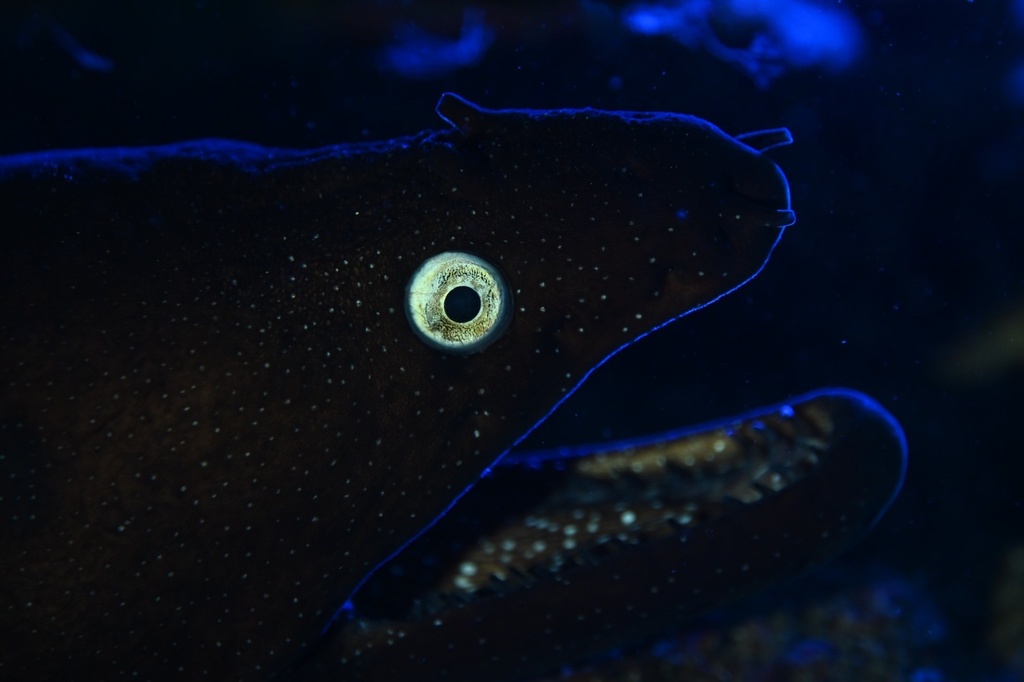 Photo of Black moray (Muraena augusti)
