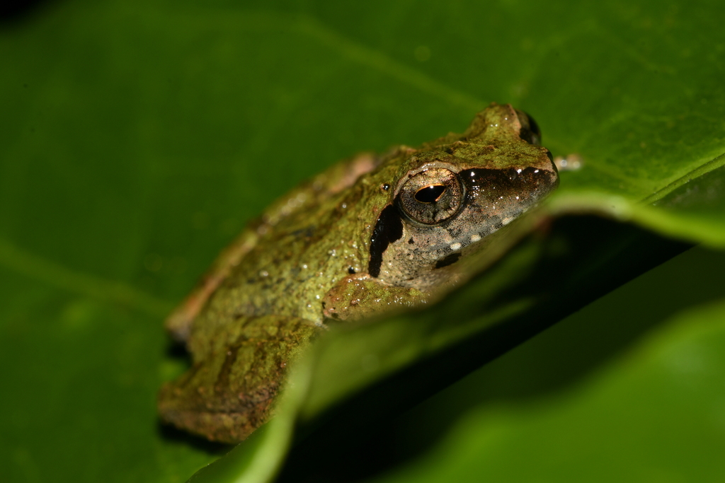 Dark-Eared Bush Frog