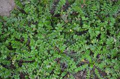 Lepidium tenuicaule
