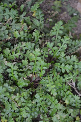 Lepidium tenuicaule