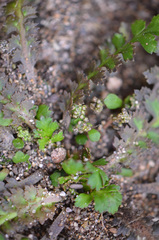 Lepidium tenuicaule