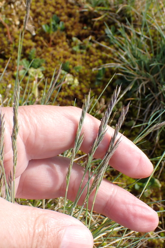 Image of Festuca juncifolia by no rights reserved
