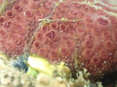 Styelidae