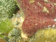 Styelidae