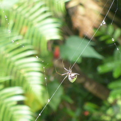 Argyrodes antipodianus
